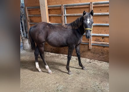 American Quarter Horse, Giumenta, Puledri (03/2026), 150 cm