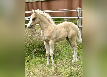 American Quarter Horse, Giumenta, Puledri
 (04/2024), 150 cm, Palomino