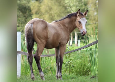 American Quarter Horse, Giumenta, Puledri
 (05/2024), 150 cm, Pelle di daino