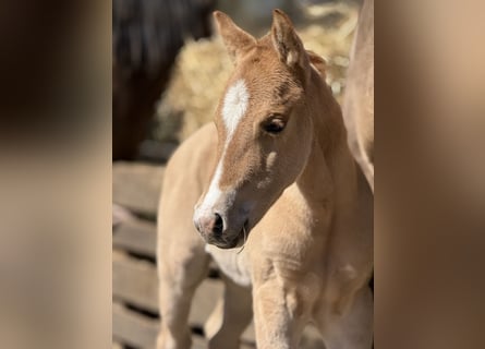 American Quarter Horse, Giumenta, , 150 cm, Red dun