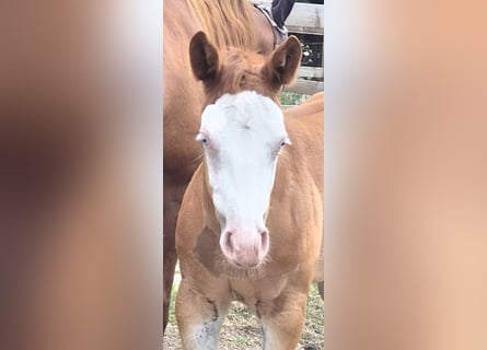 American Quarter Horse, Giumenta, Puledri (05/2026), 150 cm, Red dun
