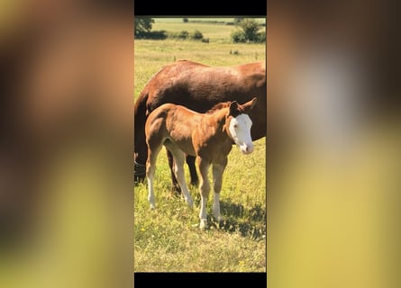 American Quarter Horse, Giumenta, Puledri (05/2026), 150 cm, Red dun