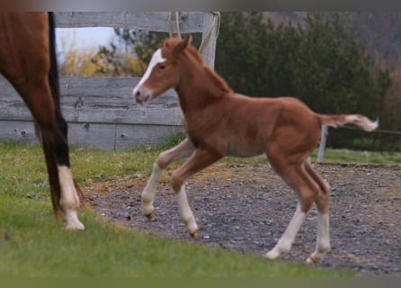 American Quarter Horse, Giumenta, Puledri (03/2024), 150 cm, Sauro