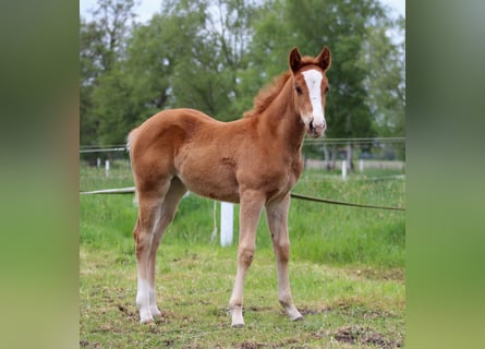 American Quarter Horse, Giumenta, Puledri (03/2026), 150 cm, Sauro