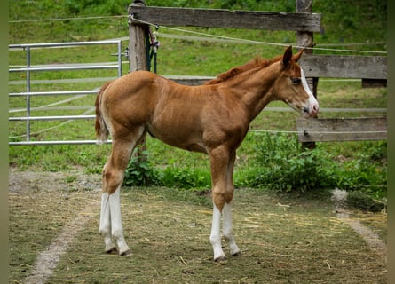 American Quarter Horse, Giumenta, Puledri (05/2026), 150 cm, Sauro