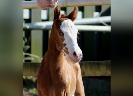 American Quarter Horse, Giumenta, , 150 cm, Sauro