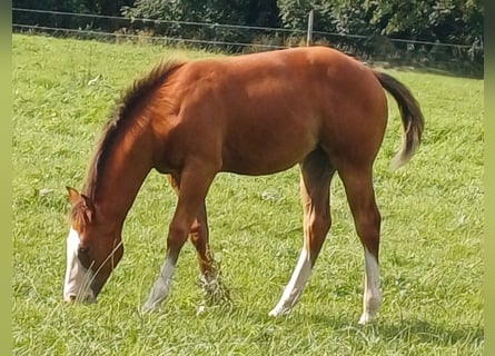 American Quarter Horse, Giumenta, Puledri (03/2025), 152 cm, Baio