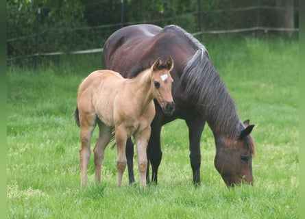 American Quarter Horse, Giumenta, Puledri (03/2026), 152 cm, Grullo
