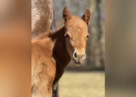 American Quarter Horse, Giumenta, , 152 cm, Sauro scuro