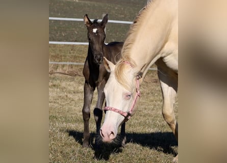 American Quarter Horse, Giumenta, , 153 cm, Morello