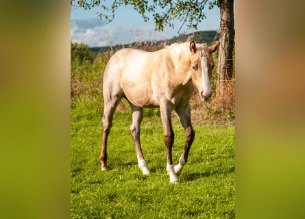 American Quarter Horse, Giumenta, Puledri (04/2026), 153 cm, Palomino