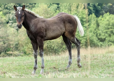 American Quarter Horse, Giumenta, Puledri (05/2024), 155 cm