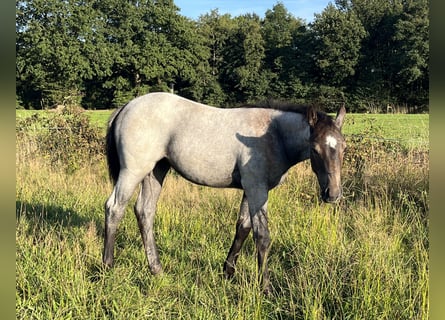 American Quarter Horse, Giumenta, Puledri (06/2026), 160 cm, Falbo baio