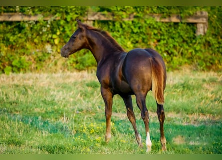 American Quarter Horse, Giumenta, Puledri (04/2024), Baio scuro