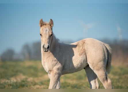 American Quarter Horse, Giumenta, , Palomino