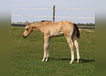 American Quarter Horse, Giumenta, Puledri (02/2026), Pelle di daino