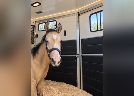 American Quarter Horse, Giumenta, Puledri (03/2026), Pelle di daino