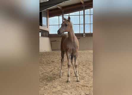American Quarter Horse, Giumenta, Puledri (04/2026)