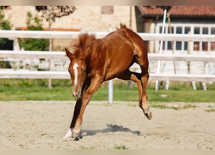 American Quarter Horse, Giumenta, Puledri (04/2025)