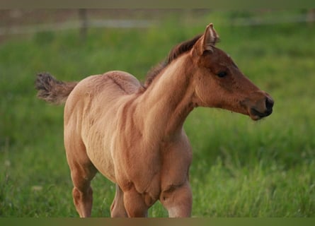 American Quarter Horse, Giumenta, Puledri
 (04/2024)