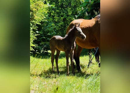 American Quarter Horse, Giumenta, , Roano blu