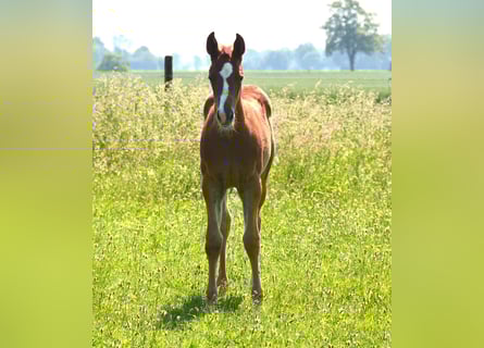 American Quarter Horse, Giumenta, Puledri
 (01/2023), Sauro