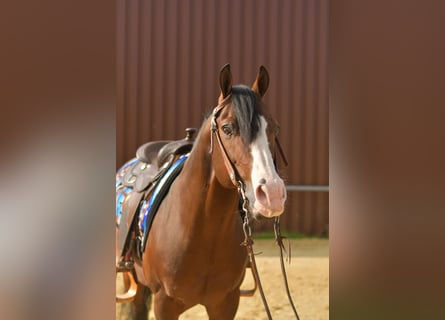 American Quarter Horse, Hengst, 11 Jahre, 153 cm, Dunkelbrauner