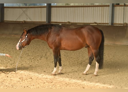 American Quarter Horse, Hengst, 11 Jahre, 153 cm
