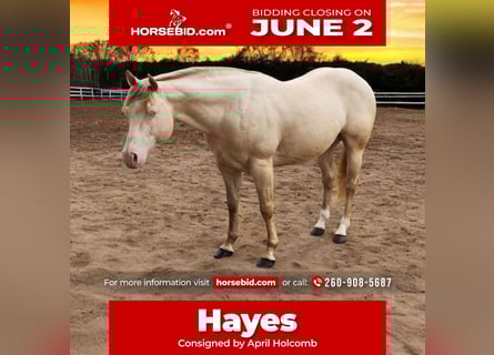 American Quarter Horse, Hengst, 11 Jahre, 155 cm, Perlino