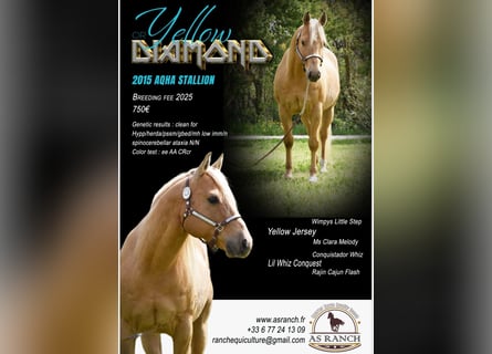 American Quarter Horse, Hengst, 11 Jahre, Palomino