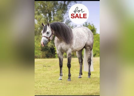 American Quarter Horse, Hengst, 16 Jahre, Schimmel