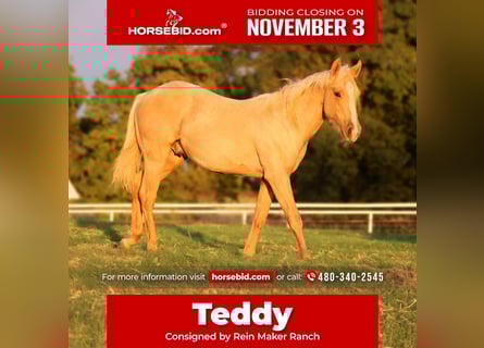 American Quarter Horse, Hengst, 1 Jaar, 132 cm, Palomino