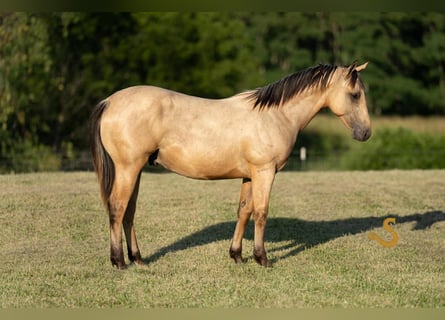 American Quarter Horse, Hengst, 1 Jaar, 135 cm, Buckskin