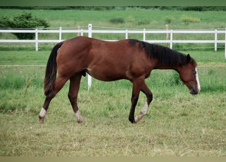 American Quarter Horse, Hengst, 1 Jaar, 140 cm, Bruin