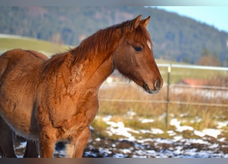 American Quarter Horse Mix, Hengst, 1 Jaar, 142 cm, Red Dun