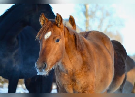 American Quarter Horse Mix, Hengst, 1 Jaar, 142 cm, Red Dun