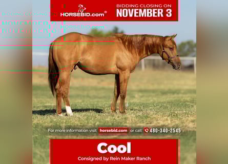 American Quarter Horse, Hengst, 1 Jaar, 142 cm, Red Dun