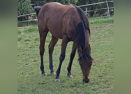 American Quarter Horse, Hengst, 1 Jaar, 147 cm, Brauner