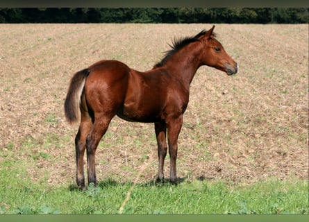 American Quarter Horse, Hengst, 1 Jaar, 148 cm, Brauner