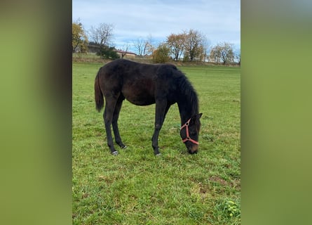 American Quarter Horse, Hengst, 1 Jaar, 148 cm, Donkerbruin