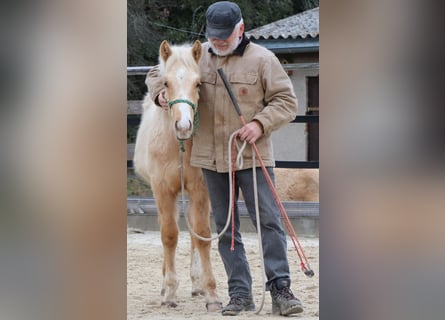 American Quarter Horse, Hengst, 1 Jaar, 148 cm, Palomino