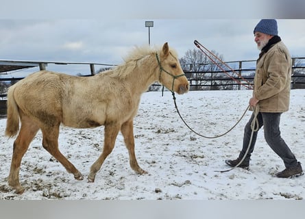 American Quarter Horse, Hengst, 1 Jaar, 148 cm, Palomino