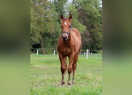 American Quarter Horse, Hengst, 1 Jaar, 149 cm, Bruin