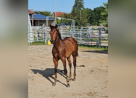 American Quarter Horse, Hengst, 1 Jaar, 150 cm, Bruin