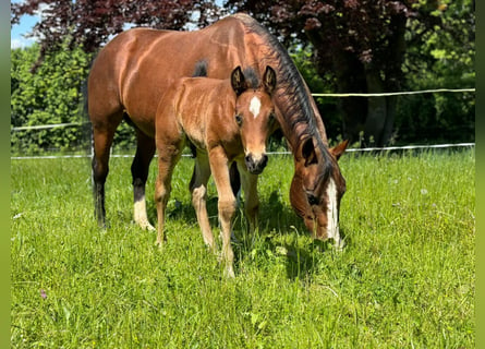 American Quarter Horse, Hengst, 1 Jaar, 150 cm, Bruin