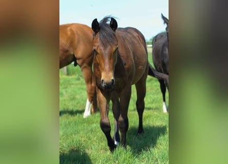 American Quarter Horse, Hengst, 1 Jaar, 150 cm, Bruin