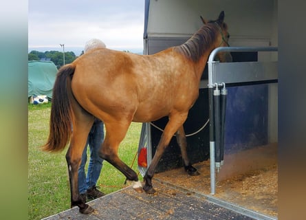 American Quarter Horse, Hengst, 1 Jaar, 150 cm, Buckskin