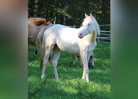 American Quarter Horse, Hengst, 1 Jaar, 150 cm, Champagne