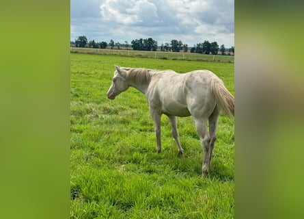 American Quarter Horse, Hengst, 1 Jaar, 150 cm, Cremello