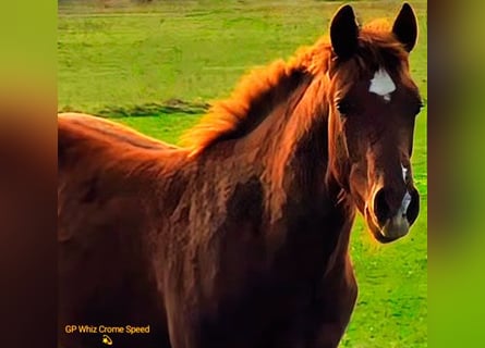 American Quarter Horse, Hengst, 1 Jaar, 150 cm, Donkere-vos